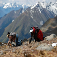 雪域孕育的共生奇迹：冬虫夏草形成全过程解析及东强堂源头守护