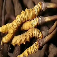 那曲鲜草价格揭秘：东强堂源头直供，解锁鲜草高性价比选购指南