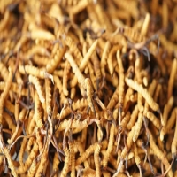 冬虫夏草到底值不值钱？东强堂那曲源头告诉你答案